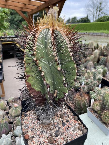 Astrophytum ornatum